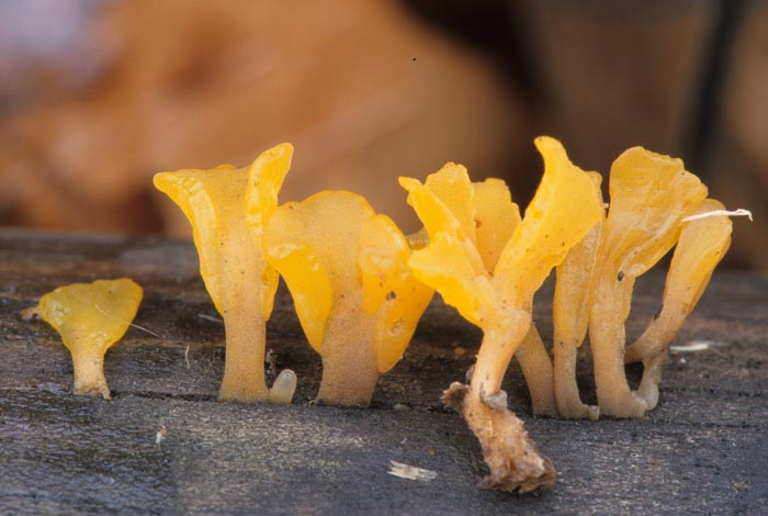 Dacryopinax spathularia